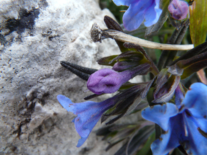 Lithodora rosmarinifolia / Erba-perla mediterranea